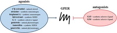 Significance of G Protein-Coupled Estrogen Receptor in the Pathophysiology of Irritable Bowel Syndrome, Inflammatory Bowel Diseases and Colorectal Cancer